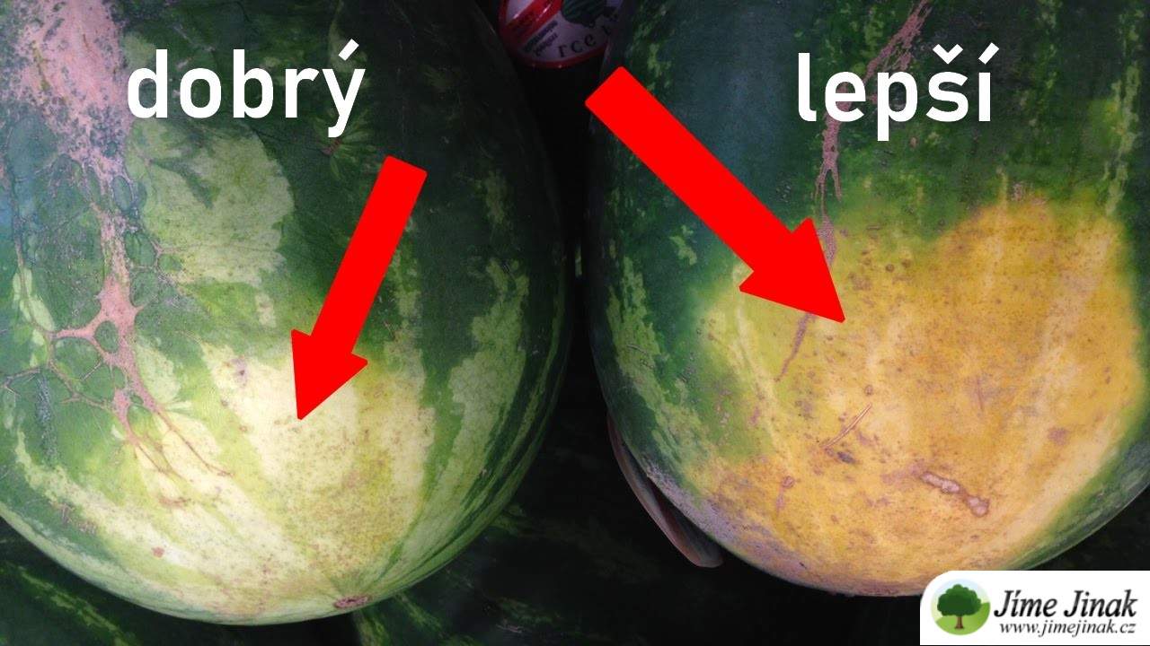 Jak poznat že je meloun dobrý?