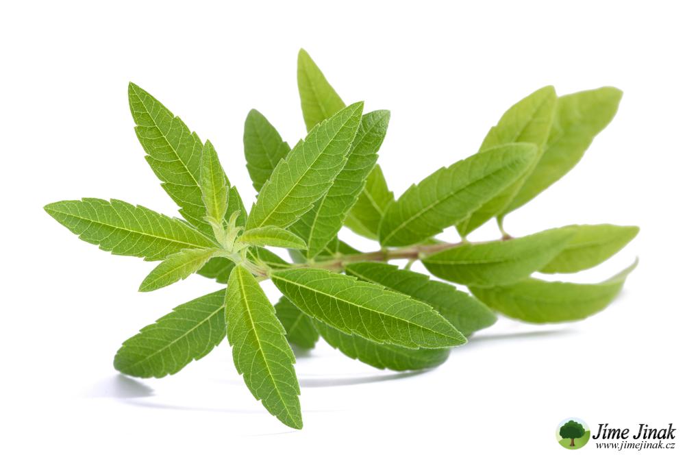 Verbena Citronova Pestovani () Verbena Citronova Pestovani