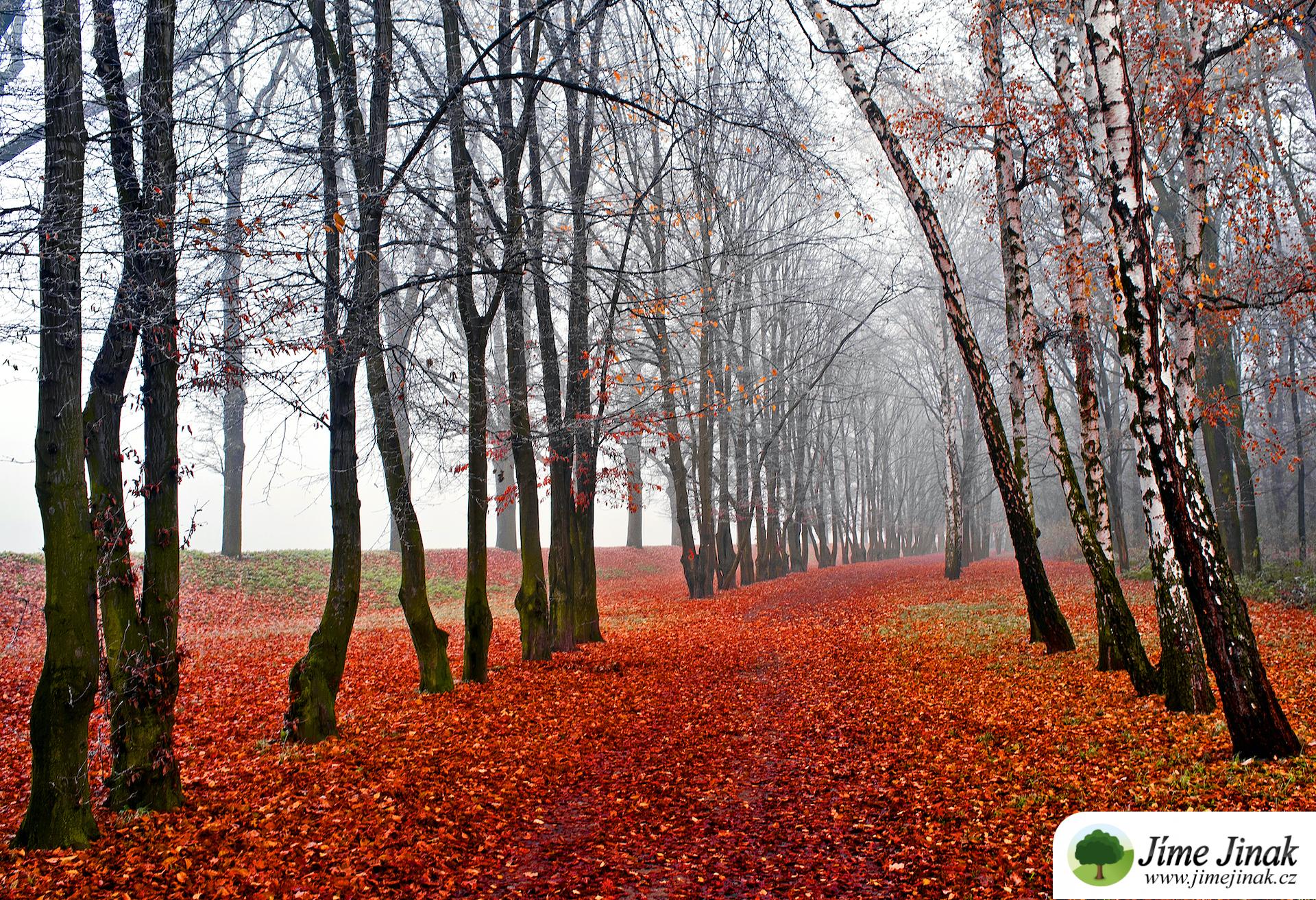 Month november. Ноябрь. Ноябрь картинки. Ноябрь месяц фото. Картинки с ноябрем месяцем.