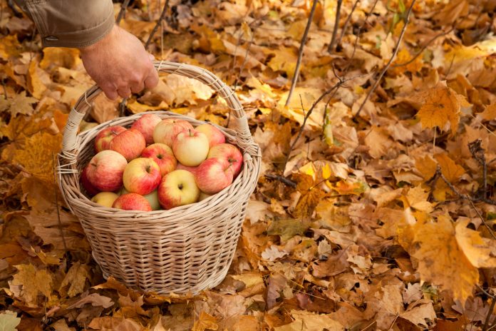 Košík plný jablek v mužské ruce na podzimním listí.
